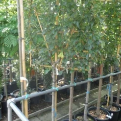 Lei-peer (Pyrus Communis 'Conference') -Groen Ziel Verkoop pyrus communis eetpeer halfstam leivorm 1 1