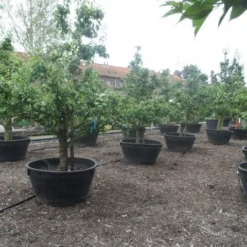 Wilde Perenboom (Pyrus Communis) 27 Wilde Perenboom (Pyrus Communis) -Groen Ziel Verkoop pyrus communis eetpeer in soorten oude vormboom c500