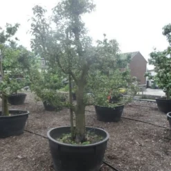 Wilde Perenboom (Pyrus Communis) 24 Wilde Perenboom (Pyrus Communis) -Groen Ziel Verkoop pyrus communis eetpeer in soorten oude vormboom c500 5