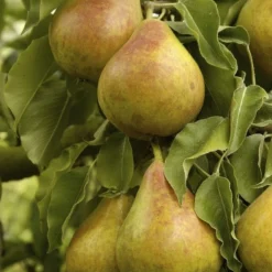 Uitgelichte producten 5 Lei-Peer (Pyrus Communis 'Gieser Wildeman')