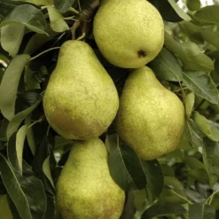 Perenboom (Pyrus Communis 'Triomph De Vienne')