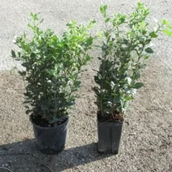 Steeneik Als Struik (Quercus Ilex) -Groen Ziel Verkoop quercus ilex 1