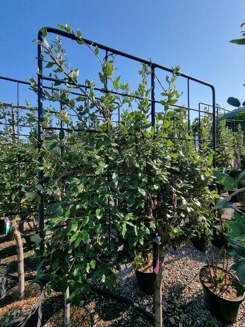 Steeneik Leirek Op Halfstam (Quercus Ilex) 2 Steeneik Leirek Op Halfstam (Quercus Ilex) - Afbeelding 2