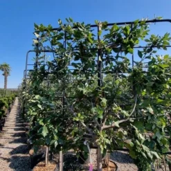 Steeneik Leirek Op Halfstam (Quercus Ilex) 6 Steeneik Leirek Op Halfstam (Quercus Ilex) -Groen Ziel Verkoop quercus ilex 100cm stam spaliera 3 1 2