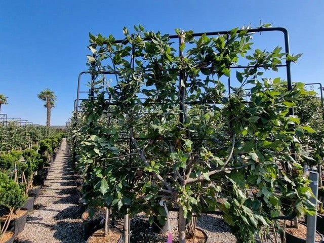 Steeneik Leirek Op Halfstam (Quercus Ilex) 3 Steeneik Leirek Op Halfstam (Quercus Ilex) - Afbeelding 3