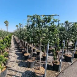 Steeneik Leirek Op Halfstam (Quercus Ilex) 7 Steeneik Leirek Op Halfstam (Quercus Ilex) -Groen Ziel Verkoop quercus ilex 100cm stam spaliera 4 1 2