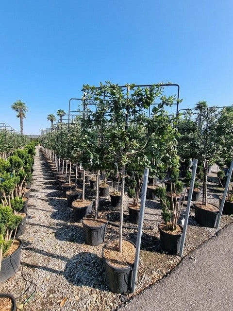 Steeneik Leirek Op Halfstam (Quercus Ilex) 4 Steeneik Leirek Op Halfstam (Quercus Ilex) - Afbeelding 4