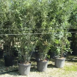 Steeneik Meerstammig (Quercus Ilex) -Groen Ziel Verkoop quercus ilex 200 250 meerstammig 1