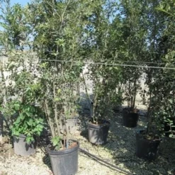 Steeneik Meerstammig (Quercus Ilex) -Groen Ziel Verkoop quercus ilex 200 250 meerstammig 2 1 1