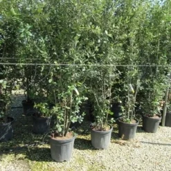 Steeneik Meerstammig (Quercus Ilex) -Groen Ziel Verkoop quercus ilex 200 250meerstammig 1