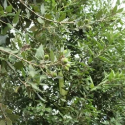 Steeneik Als Boom (Quercus Ilex) 20 Steeneik Als Boom (Quercus Ilex) -Groen Ziel Verkoop quercus ilex 2 1 2