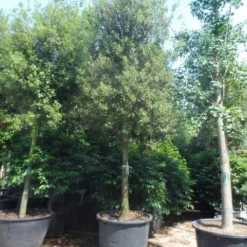 Steeneik Als Boom (Quercus Ilex) 33 Steeneik Als Boom (Quercus Ilex) -Groen Ziel Verkoop quercus ilex 30 35 40ho cont 2