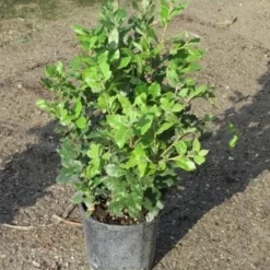 Steeneik Als Struik (Quercus Ilex) -Groen Ziel Verkoop quercus ilex 60 80