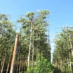 Steeneik Als Leiboom (Quercus Ilex) 15 Steeneik Als Leiboom (Quercus Ilex) -Groen Ziel Verkoop quercus ilex 8 10 leivorm 2