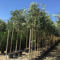 Steeneik Als Leiboom (Quercus Ilex) 17 Steeneik Als Leiboom (Quercus Ilex) -Groen Ziel Verkoop quercus ilex 8 10 leivorm 1 1