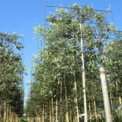 Steeneik Als Leiboom (Quercus Ilex) 12 Steeneik Als Leiboom (Quercus Ilex) -Groen Ziel Verkoop quercus ilex 8 10 leivorm 2 1