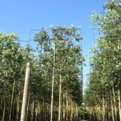 Steeneik Als Leiboom (Quercus Ilex) 13 Steeneik Als Leiboom (Quercus Ilex) -Groen Ziel Verkoop quercus ilex 8 10 leivorm 3 2