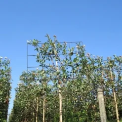 Steeneik Als Leiboom (Quercus Ilex) 14 Steeneik Als Leiboom (Quercus Ilex) -Groen Ziel Verkoop quercus ilex 8 10 leivorm 4