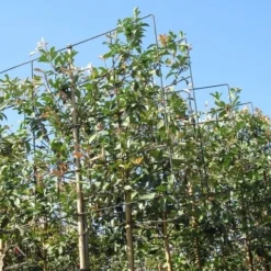 Steeneik Als Leiboom (Quercus Ilex) 16 Steeneik Als Leiboom (Quercus Ilex) -Groen Ziel Verkoop quercus ilex 8 10 leivorm 5