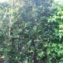 Steeneik Als Leivorm (Quercus Ilex) -Groen Ziel Verkoop quercus ilex leivorm 200x120