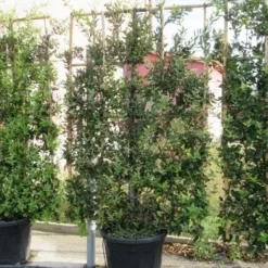 Steeneik Als Leivorm (Quercus Ilex) -Groen Ziel Verkoop quercus ilex leivorm 4