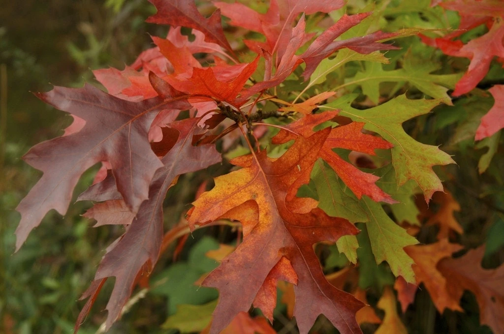 Moeraseik (Quercus Palustris) 2 Moeraseik (Quercus Palustris) - Afbeelding 2