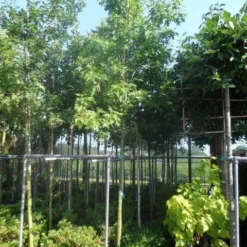 Moeraseik (Quercus Palustris) 11 Moeraseik (Quercus Palustris) -Groen Ziel Verkoop quercus palustris 10 12 14ho cont