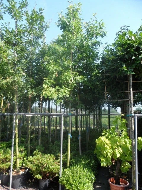 Moeraseik (Quercus Palustris) 4 Moeraseik (Quercus Palustris) - Afbeelding 4