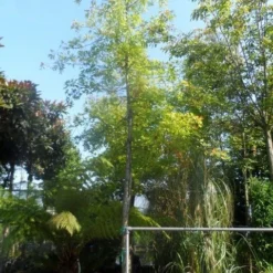 Moeraseik (Quercus Palustris) 12 Moeraseik (Quercus Palustris) -Groen Ziel Verkoop quercus palustris 14 16 18ho cont