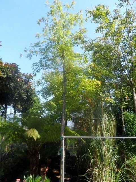 Moeraseik (Quercus Palustris) 5 Moeraseik (Quercus Palustris) - Afbeelding 5