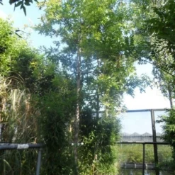 Moeraseik (Quercus Palustris) 13 Moeraseik (Quercus Palustris) -Groen Ziel Verkoop quercus palustris 16 18ho cont