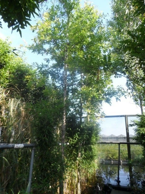 Moeraseik (Quercus Palustris) 6 Moeraseik (Quercus Palustris) - Afbeelding 6