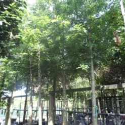 Moeraseik (Quercus Palustris) 14 Moeraseik (Quercus Palustris) -Groen Ziel Verkoop quercus palustris 25 30ho c250 extra