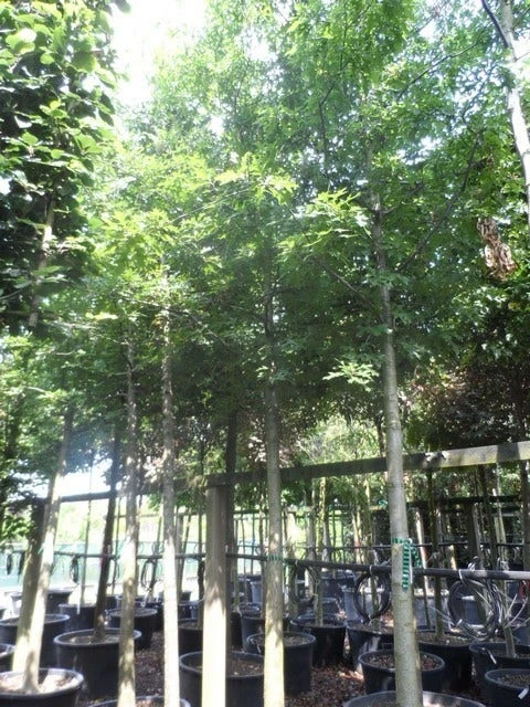 Moeraseik (Quercus Palustris) 7 Moeraseik (Quercus Palustris) - Afbeelding 7