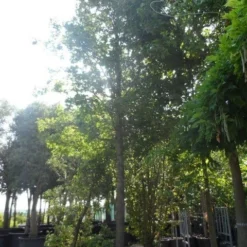 Moeraseik (Quercus Palustris) 15 Moeraseik (Quercus Palustris) -Groen Ziel Verkoop quercus palustris 40 50ho c1000