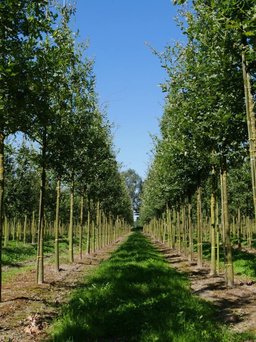 Grote Zomereik (Quercus Robur) 2 Grote Zomereik (Quercus Robur) - Afbeelding 2