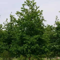 Grote Zomereik (Quercus Robur) 8 Grote Zomereik (Quercus Robur) -Groen Ziel Verkoop quercus robur s 30 35