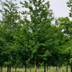 Grote Zomereik (Quercus Robur) 9 Grote Zomereik (Quercus Robur) -Groen Ziel Verkoop quercus robur s 35 40