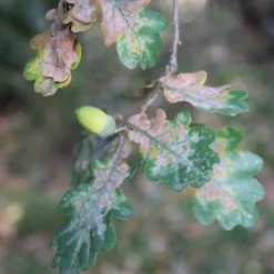 Zomereik (Quercus Robur) -Groen Ziel Verkoop quercus robur eikenboom 1