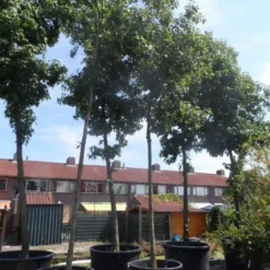 Amerikaanse Eik (Quercus Rubra)