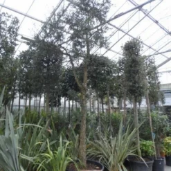 Kurkeik (Quercus Suber) 20 Kurkeik (Quercus Suber) -Groen Ziel Verkoop quercus suber 1