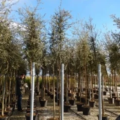 Kurkeik (Quercus Suber) -Groen Ziel Verkoop quercus suber 10 12 4 2