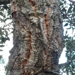 Kurkeik (Quercus Suber) -Groen Ziel Verkoop quercus suber 2 2 2