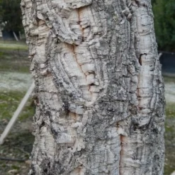 Kurkeik (Quercus Suber) -Groen Ziel Verkoop quercus suber 3 2