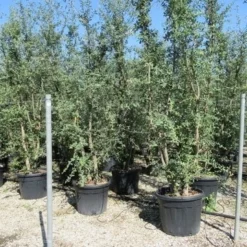 Kurkeik Meerstammig (Quercus Suber) 26 Kurkeik Meerstammig (Quercus Suber) -Groen Ziel Verkoop quercus suber meerstammig