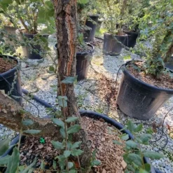 Kurkeik Meerstammig (Quercus Suber) 33 Kurkeik Meerstammig (Quercus Suber) -Groen Ziel Verkoop quercus suber meerstammig 1