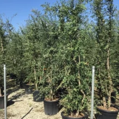 Kurkeik Meerstammig (Quercus Suber) 29 Kurkeik Meerstammig (Quercus Suber) -Groen Ziel Verkoop quercus suber meerstammig 250 300 cm