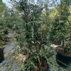 Kurkeik Meerstammig (Quercus Suber) 34 Kurkeik Meerstammig (Quercus Suber) -Groen Ziel Verkoop quercus suber meerstammig 2 1