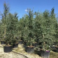 Kurkeik Meerstammig (Quercus Suber) 30 Kurkeik Meerstammig (Quercus Suber) -Groen Ziel Verkoop quercus suber meerstammig 300 350 cm 1