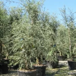 Kurkeik Meerstammig (Quercus Suber) -Groen Ziel Verkoop quercus suber meerstammig 4 2